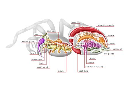 Spider Anatomy Anatomical Charts And Posters