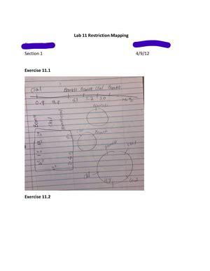 Lab Cells And Microscope Lab Worksheet Cells And Microscope