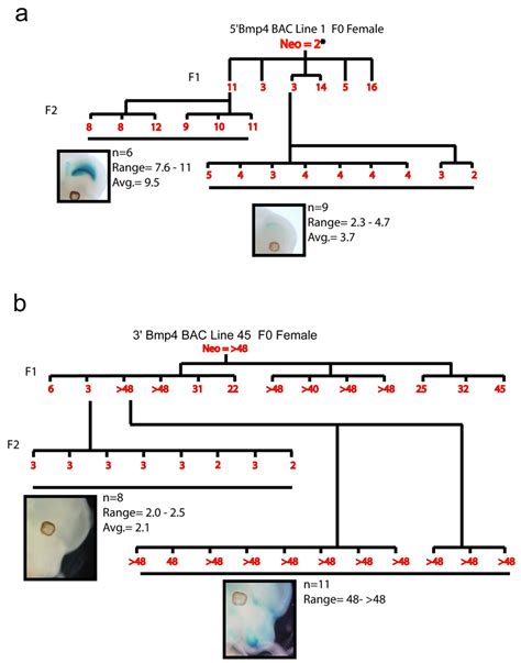 Relevance Of Bac Transgene Copy Number In Mice Transgene Copy Number