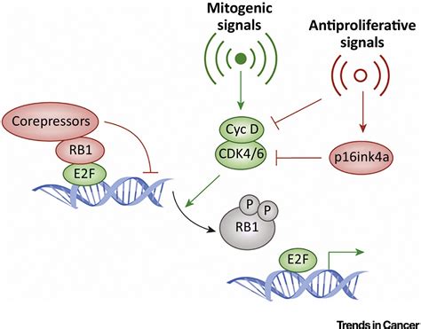 Cell Cycle And Beyond Exploiting New RB1 Controlled Mechanisms For