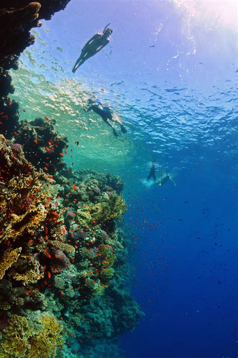 Schnorchelausflüge „ras Mohamed Nationalpark“ Tauchen Im Roten Meer