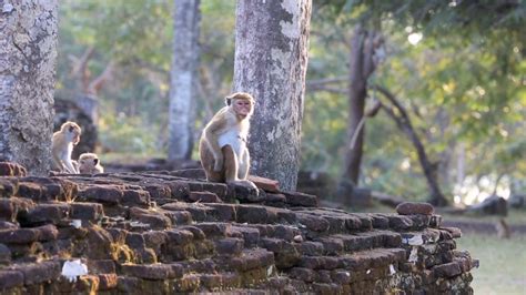 Dambulla Polonnaruwa Sigiriya All Inclusive Tour Getyourguide