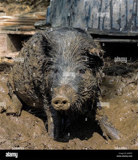 Animal In Mud Hi Res Stock Photography And Images Alamy