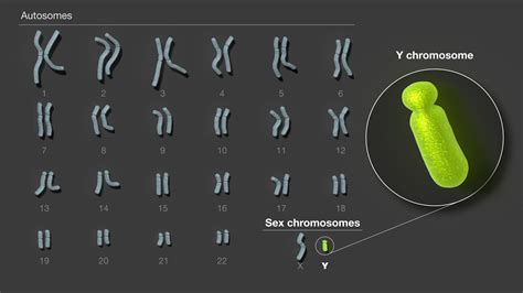 Scientists Release The First Complete Sequence Of A Human Y Chromosome