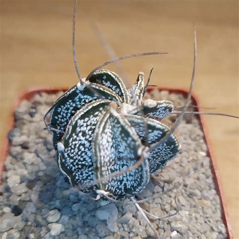 Astrophytum Capricorne Major Cactus Shop