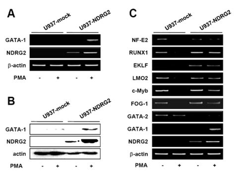 Ndrg Induces Gata Expression A U Mock And U Ndrg Cells