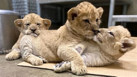 Lincoln Park Zoo's Lion Cubs Have Made Their Debut, Here's How To See Them