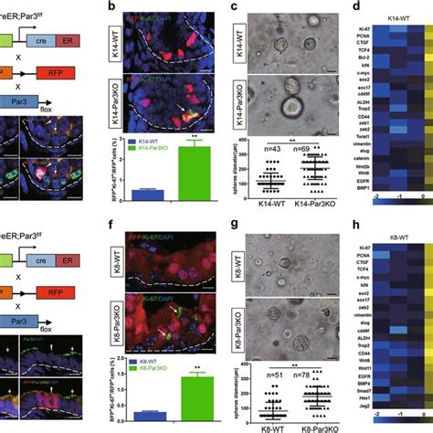 Loss Of Par Promotes Cell Proliferation And Alters Cell Division Modes