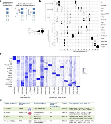 An Integrative Transcriptomic Atlas Of Organogenesis In Human Embryos Elife