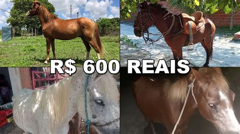 Qual É O Cavalo Mais Barato - Cavalos Mais Baratos Do Mundo - RETOEDU