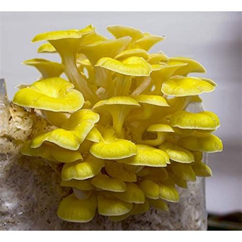 Oyster Yellow Lemon Mushroom Pleurotus Citrinopileatus