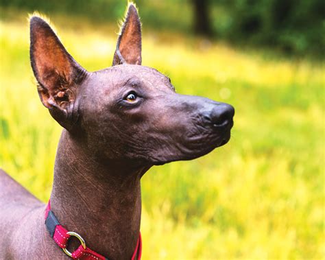 The Xoloitzcuintli Modern Dog Magazine