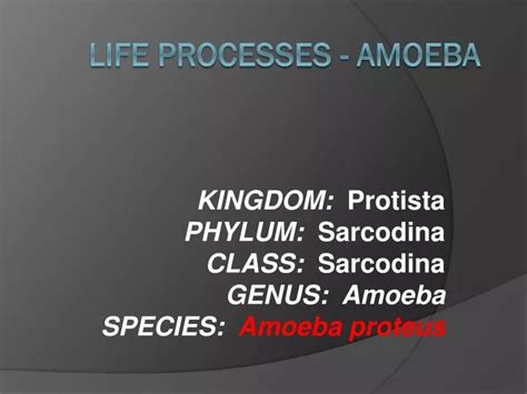 Ppt Life Processes Amoeba Powerpoint Presentation Free Download Id1933234