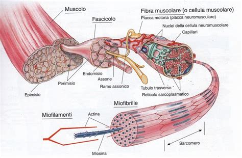 Adattamenti Ipertrofici L Importanza Del Metabolismo Anaerobico