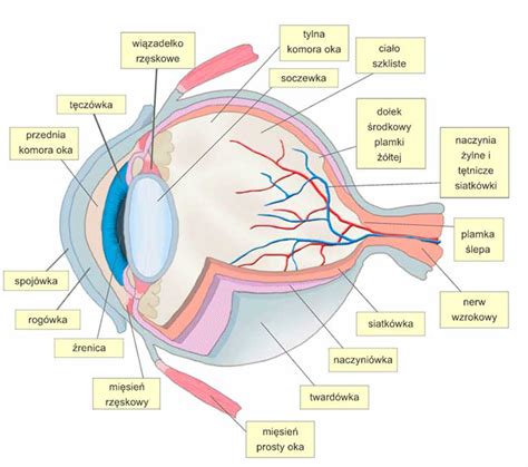 Biologia Vii Budowa I Działanie Narządu Wzroku Higiena Quizizz