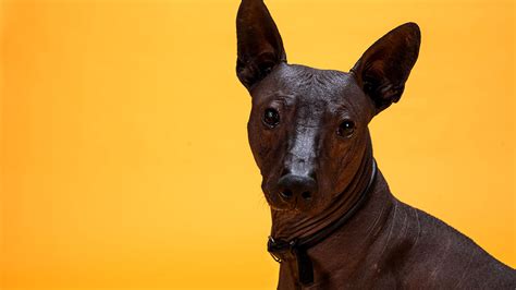 Leyenda Del Xoloitzcuintle Perro Que Cruza Almas Al Inframundo Unotv