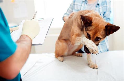 Castración en perros Efectos en su salud y beneficios