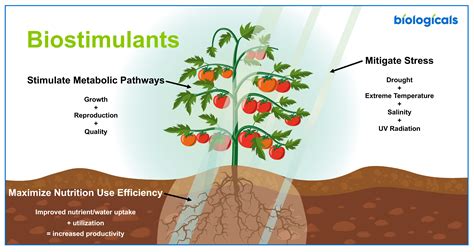 Biostimulants