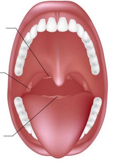 Week 12 Pt 7 Tonsils Diagram Quizlet