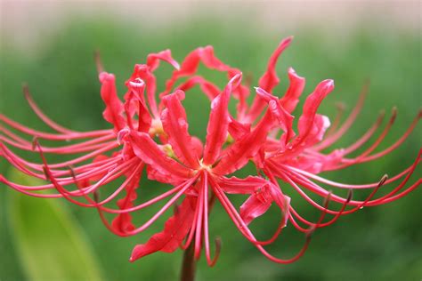 Amazon Heirloom Red Spider Lily Lycoris Radiata Bulbs Fall