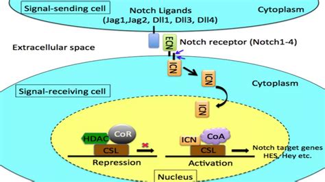 Notch Signaling Pathway Ppt Free Download