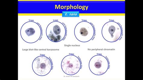 Endolimax Nana Lecture Development It Works