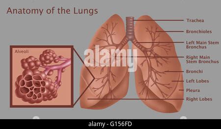 Ilustraci N Anat Mica De Los Pulmones Con De Arriba A Abajo De La