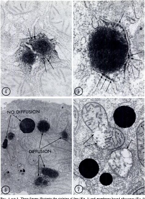 Figure 4 from THE JOURNAL OF HISTOCHEMISTRY AND CYTOCHEMISTRY | Semantic Scholar