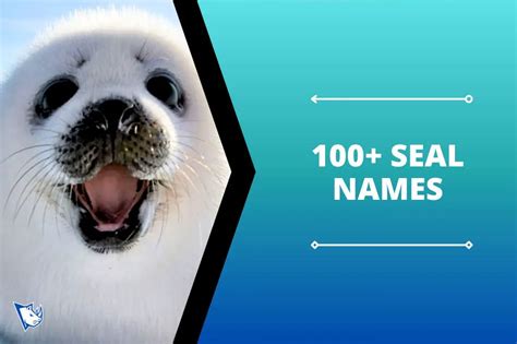 100+ Seal Names Unique Ideas (Source, Meaning, Types)