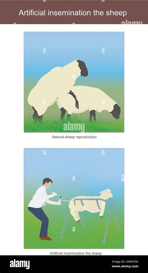 Artificial Insemination Sheep Cut Out Stock Images And Pictures Alamy