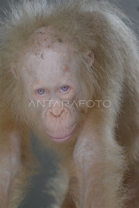 Kondisi Orangutan Albino Antara Foto