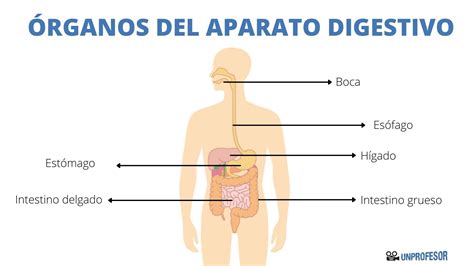 Esquiar Clip Mariposa F Cilmente Las Funciones De Los Organos Del