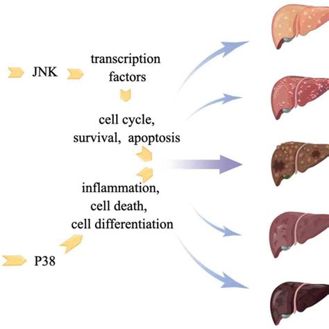 Phosphorylation Ubiquitination And Methylation Of Ask1 During Its Download Scientific Diagram