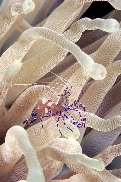 Spotted Cleaner Shrimp Underwater Creatures Underwater Life Ocean