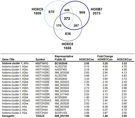 HOXB7 HOXC6 And HOXC8 Signalling Down Stream Regulated Genes Were