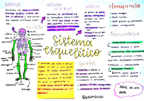 Mapa Mental Do Sistema Esquelético - MAPA MENTAL SOBRE SISTEMA ESQUELÉTICO - Maps4Study