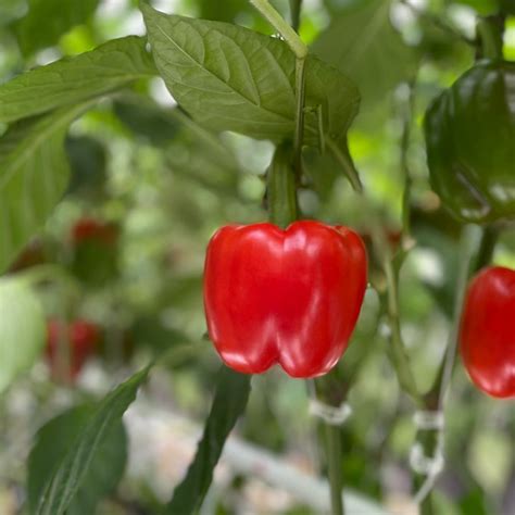 Technology 101: Winter-Grown Tomatoes | NatureFresh™ Farms