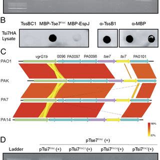 Tsi7 Is The Cognate Immunity Of Tse7 And Exhibits Strain Specificity