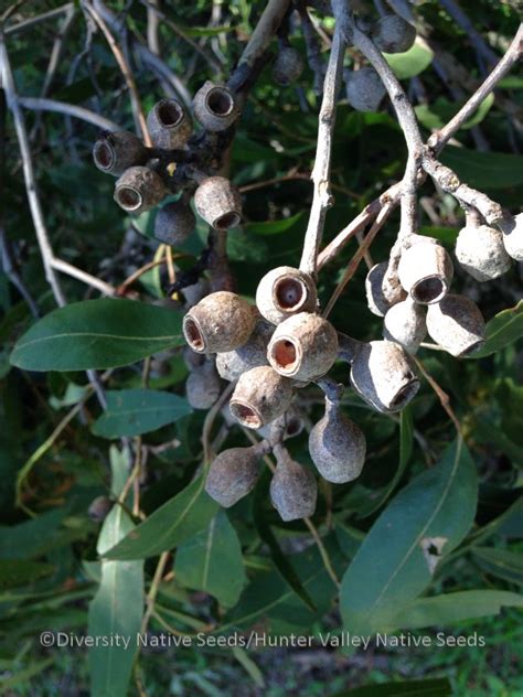 Corymbia maculata (syn. Eucalyptus maculata). spotted gum - Diversity ...