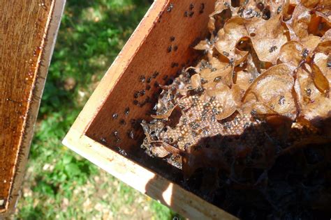 A Not So Secret Garden Stingless Bees At CVSU Are Busier Than Ever