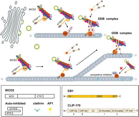 The Process Of Dynein Dynactin BICD2 DDB Complex Recruitment At The