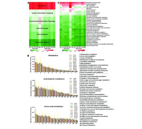 Functional Prediction Of The Bacterial Communities At Different