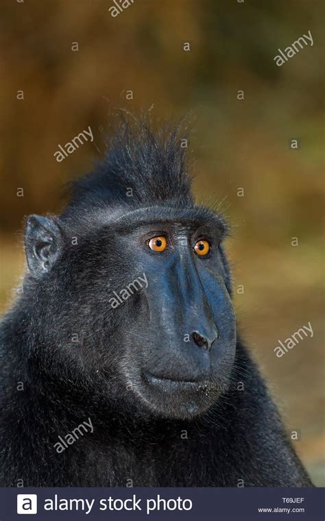 Celebes crested macaque Stock Photo - Alamy