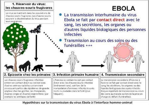 Veille Et De Riposte Contre Ebola