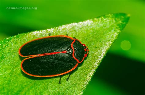 07-insect-1 – Nature-images.org 