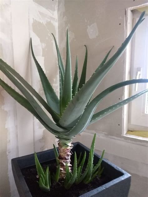 Aloe Vera Richtig Pflegen Damit Du Immer Frisches Gel Hast In