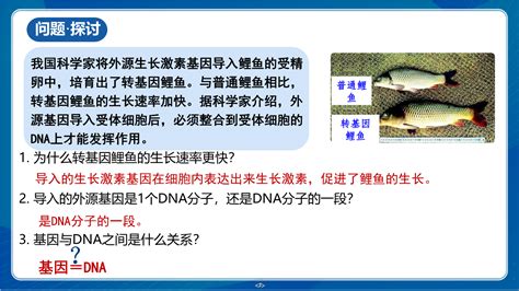 34基因通常是有遗传效应的dna片段（教学课件）——高中生物人教版 （2019） 必修第二册正确云资源