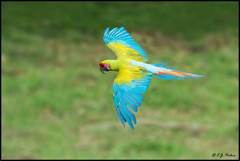 Great Green Macaw Page