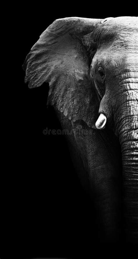 Elefante Blanco Y Negro Fotos De Stock Fotos Libres De