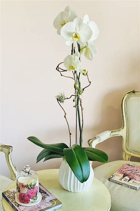 Brentwood Orchids - Delivery